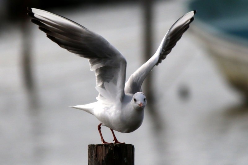 f:id:digibirds:20151113181748j:image f:id:digibirds:20151113181748j:image
