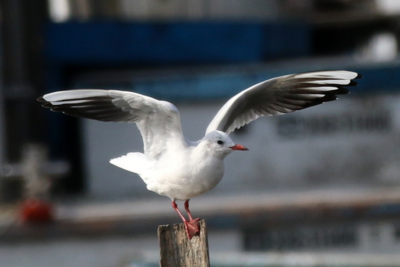 f:id:digibirds:20151113181801j:image f:id:digibirds:20151113181801j:image