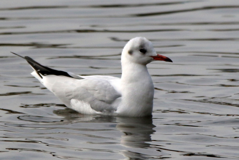 f:id:digibirds:20151113182906j:image f:id:digibirds:20151113182906j:image