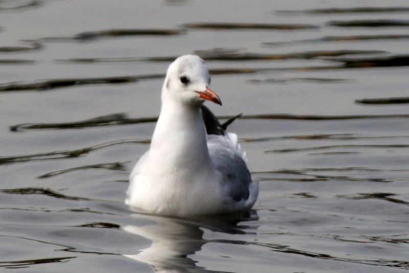 f:id:digibirds:20151113182911j:image f:id:digibirds:20151113182911j:image