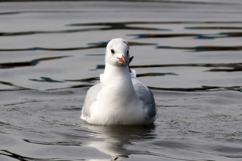 f:id:digibirds:20151113182915j:image f:id:digibirds:20151113182915j:image