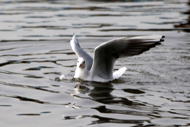 f:id:digibirds:20151113182919j:image f:id:digibirds:20151113182919j:image
