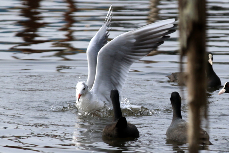 f:id:digibirds:20151113182932j:image f:id:digibirds:20151113182932j:image