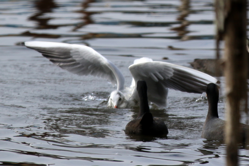 f:id:digibirds:20151113182943j:image f:id:digibirds:20151113182943j:image