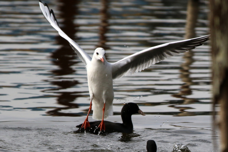 f:id:digibirds:20151113182953j:image f:id:digibirds:20151113182953j:image