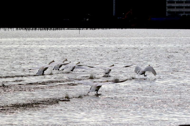 f:id:digibirds:20151119171811j:image