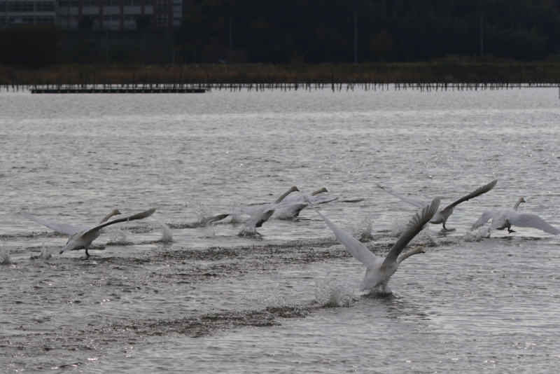 f:id:digibirds:20151119171901j:image