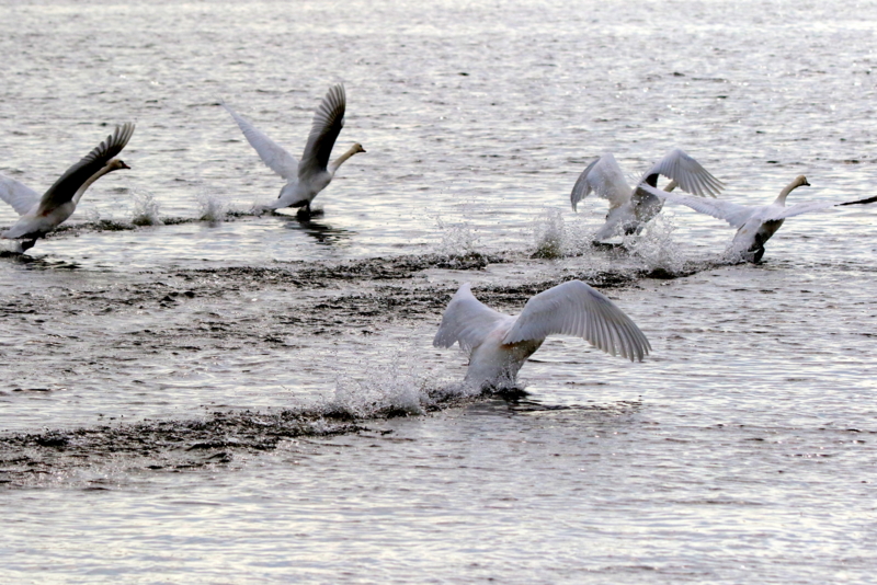 f:id:digibirds:20151119171954j:image