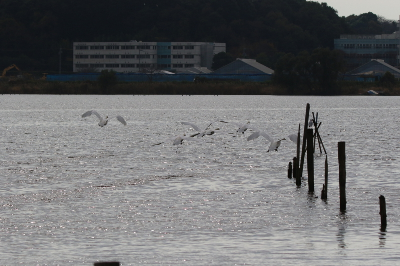 f:id:digibirds:20151119233411j:image