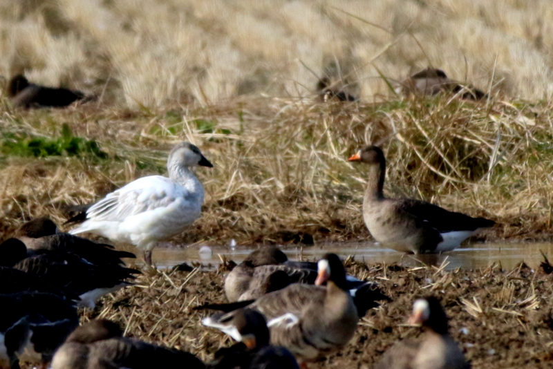 f:id:digibirds:20151122214800j:image f:id:digibirds:20151122214800j:image