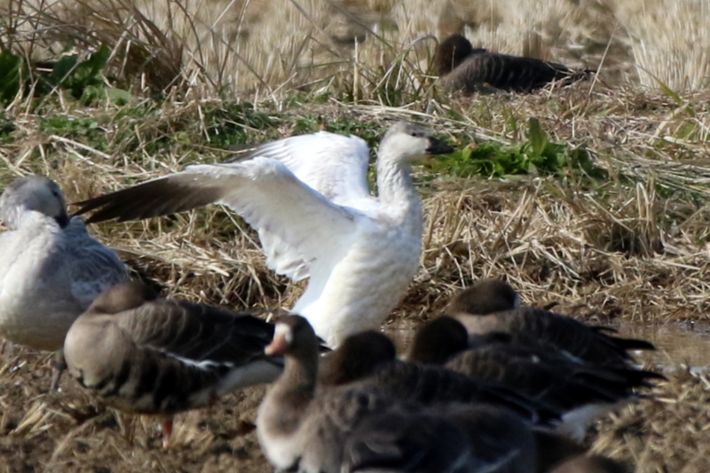 f:id:digibirds:20151122214805j:image f:id:digibirds:20151122214805j:image