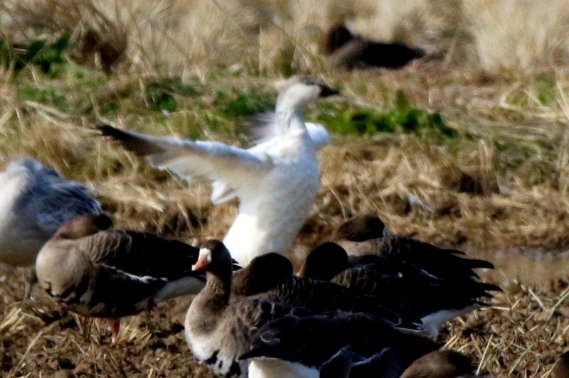 f:id:digibirds:20151122214811j:image f:id:digibirds:20151122214811j:image