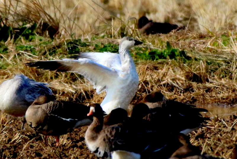 f:id:digibirds:20151122214814j:image f:id:digibirds:20151122214814j:image