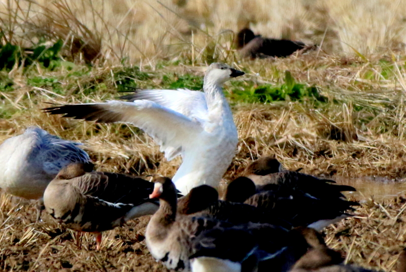 f:id:digibirds:20151122214820j:image f:id:digibirds:20151122214820j:image