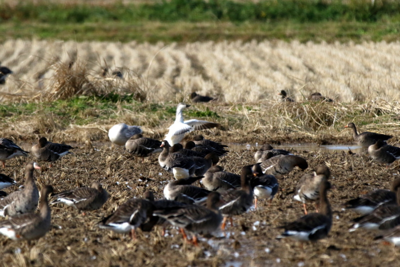 f:id:digibirds:20151122214824j:image f:id:digibirds:20151122214824j:image