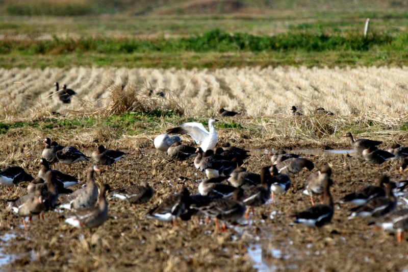 f:id:digibirds:20151122214849j:image f:id:digibirds:20151122214849j:image