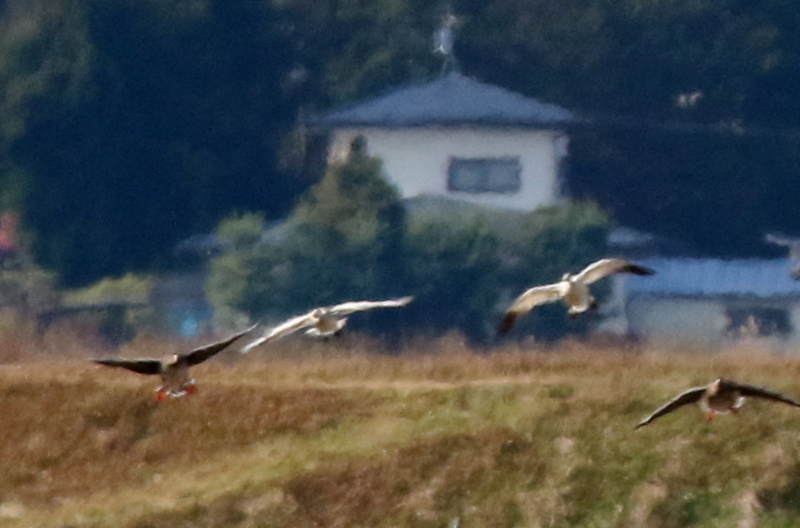 f:id:digibirds:20151122215404j:image f:id:digibirds:20151122215404j:image