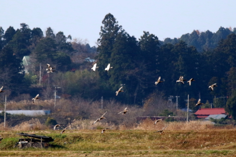 f:id:digibirds:20151122215406j:image f:id:digibirds:20151122215406j:image