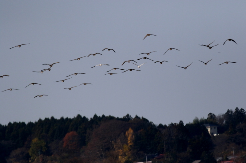 f:id:digibirds:20151122215422j:image f:id:digibirds:20151122215422j:image