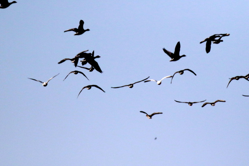 f:id:digibirds:20151122215451j:image f:id:digibirds:20151122215451j:image
