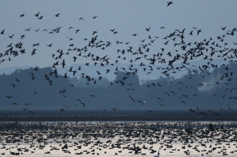 f:id:digibirds:20151123191932j:image