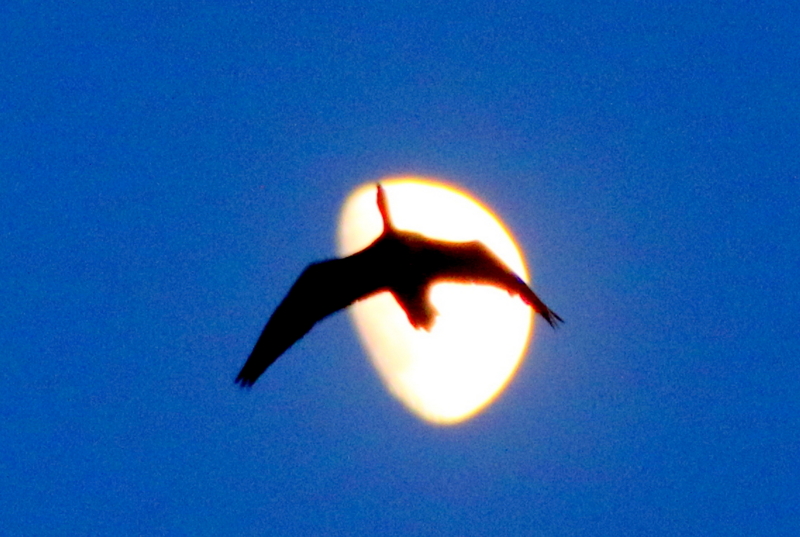 f:id:digibirds:20151124145034j:image f:id:digibirds:20151124145034j:image