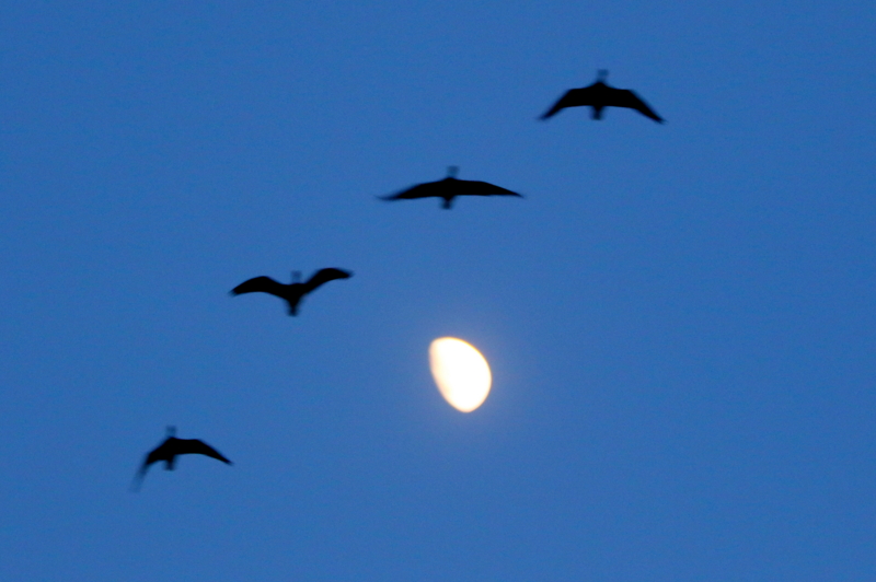 f:id:digibirds:20151124145059j:image f:id:digibirds:20151124145059j:image