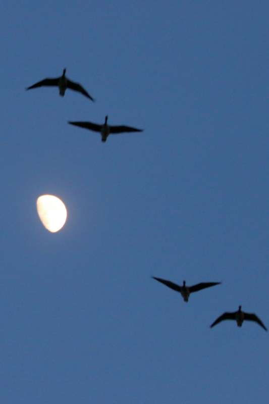 f:id:digibirds:20151124145125j:image f:id:digibirds:20151124145125j:image