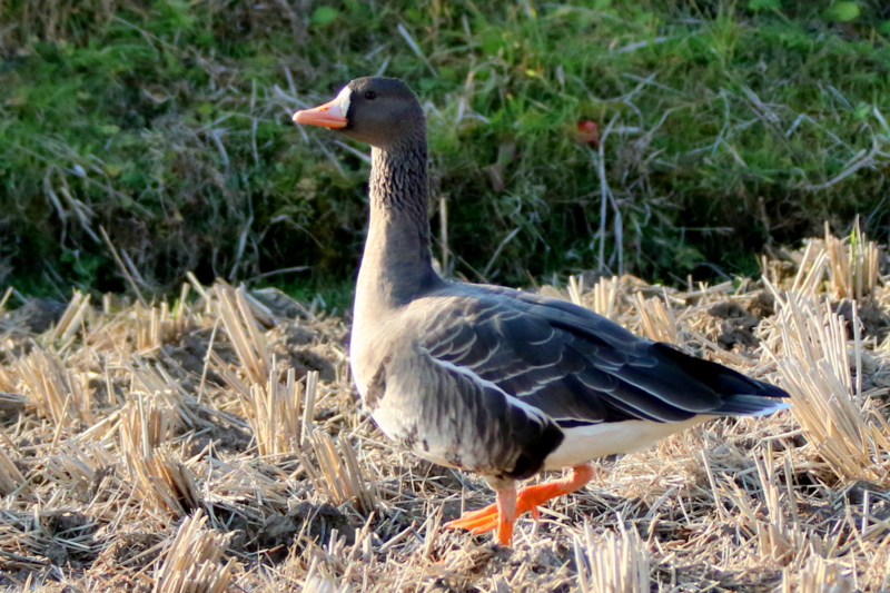 f:id:digibirds:20151126115540j:image