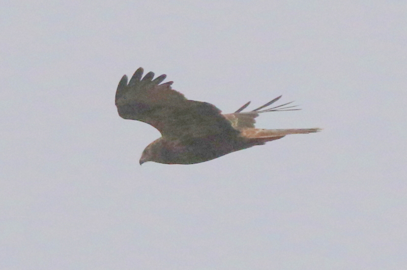 f:id:digibirds:20151128050258j:image