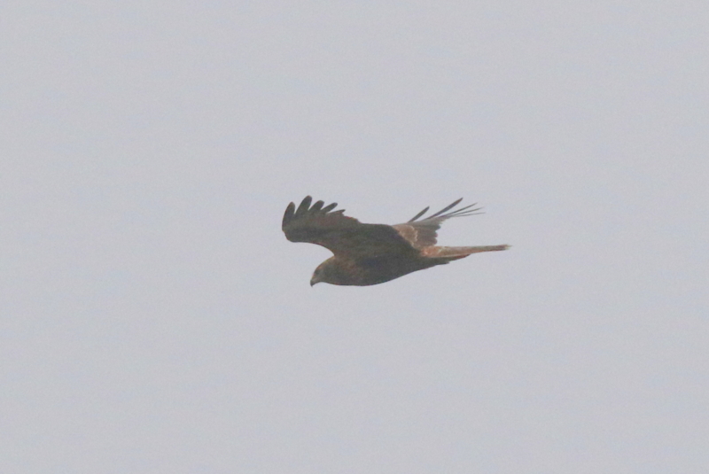 f:id:digibirds:20151128050300j:image