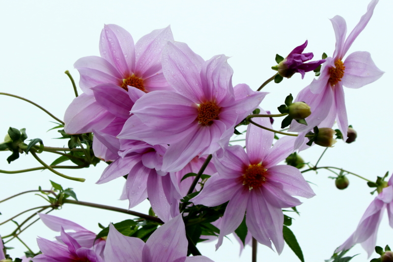 f:id:digibirds:20151129170333j:image f:id:digibirds:20151129170333j:image