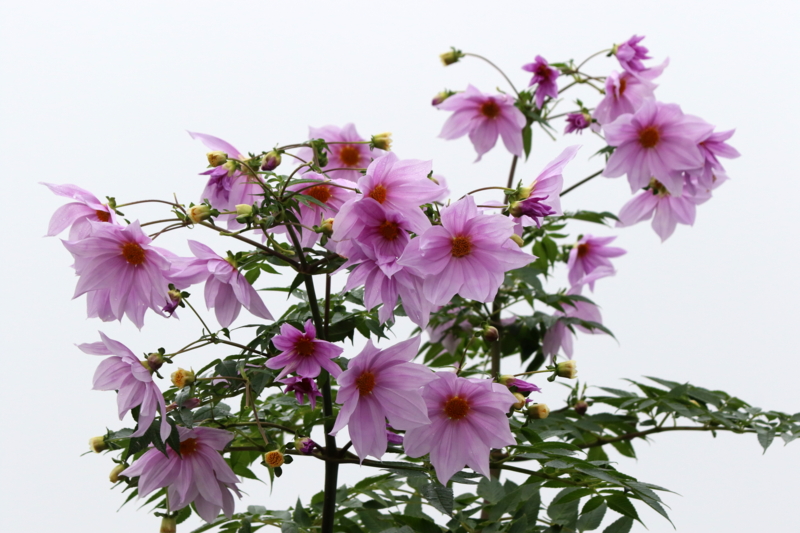 f:id:digibirds:20151129170401j:image f:id:digibirds:20151129170401j:image