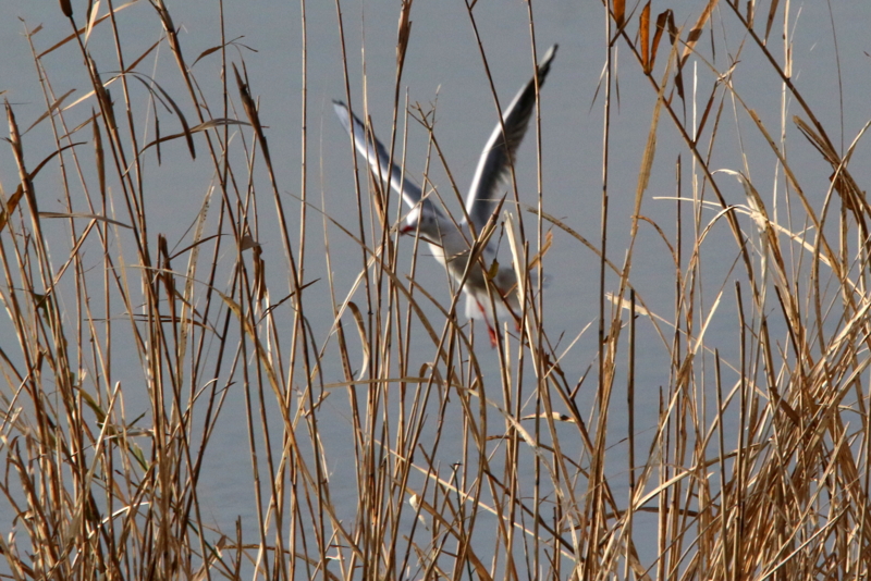 f:id:digibirds:20151210191409j:image