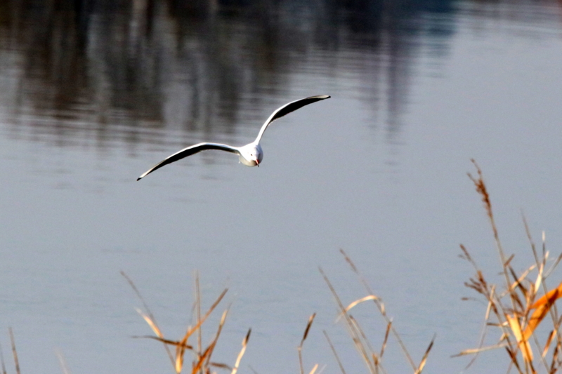 f:id:digibirds:20151210192111j:image