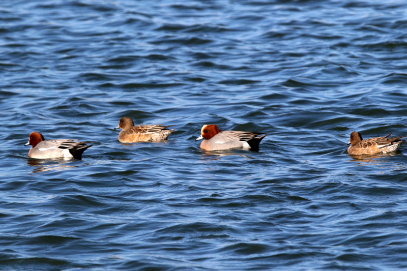 f:id:digibirds:20151218174834j:image