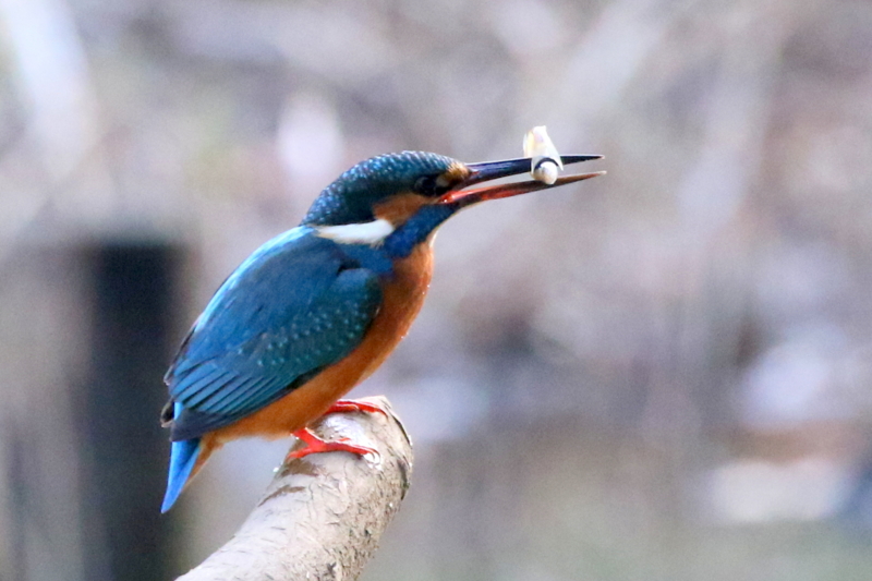 f:id:digibirds:20160105191714j:image
