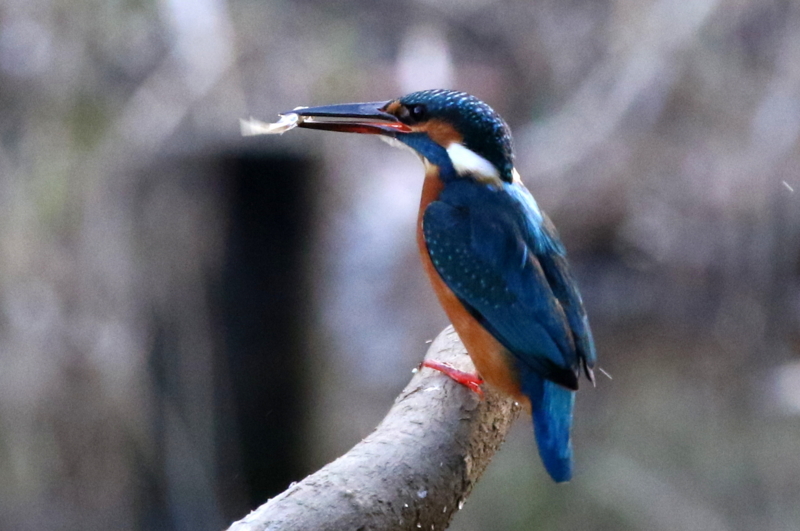 f:id:digibirds:20160105191725j:image