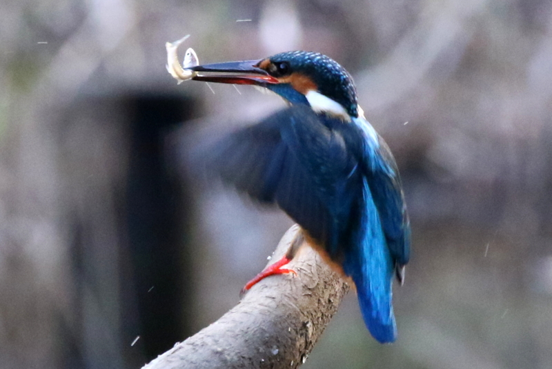 f:id:digibirds:20160105191729j:image