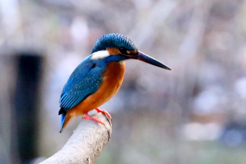 f:id:digibirds:20160105191936j:image