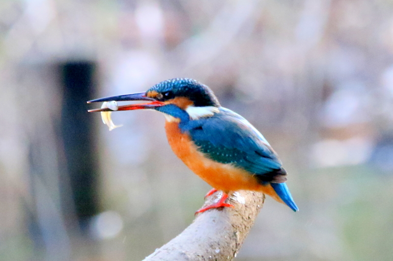 f:id:digibirds:20160105191940j:image