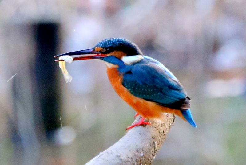 f:id:digibirds:20160105191945j:image