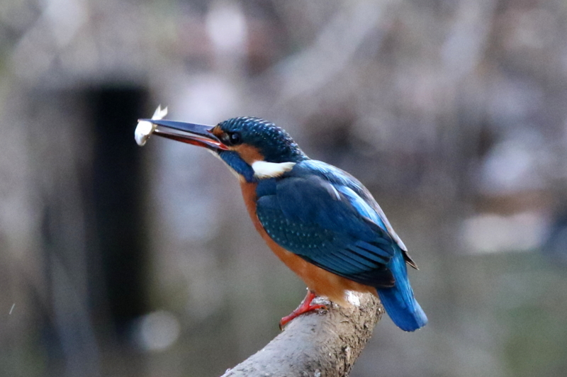 f:id:digibirds:20160105191949j:image