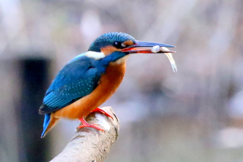 f:id:digibirds:20160105191954j:image