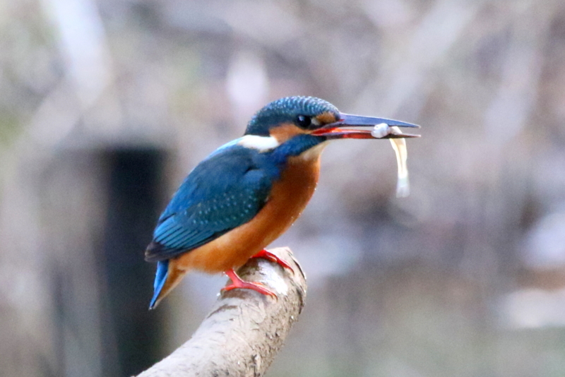 f:id:digibirds:20160105191957j:image
