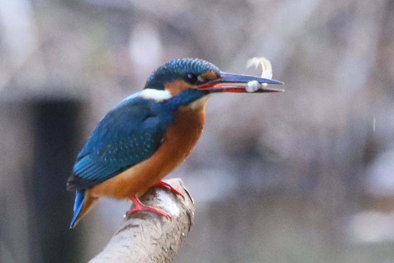 f:id:digibirds:20160105192005j:image