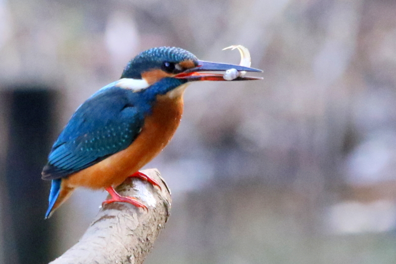 f:id:digibirds:20160105192008j:image