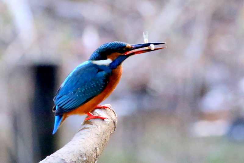 f:id:digibirds:20160105192011j:image