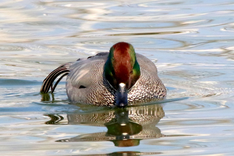 f:id:digibirds:20160109171012j:image f:id:digibirds:20160109171012j:image