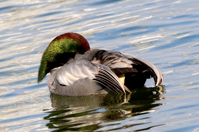 f:id:digibirds:20160109171212j:image f:id:digibirds:20160109171212j:image